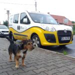 Tofik, czyli czworonożny pasażer Kolei Dolnośląskich