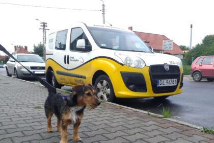 Tofik, czyli czworonożny pasażer Kolei Dolnośląskich