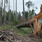 Uwaga na silny wiatr. Porywy nawet do 115 km/h [OSTRZEŻENIE METEOROLOGICZNE]