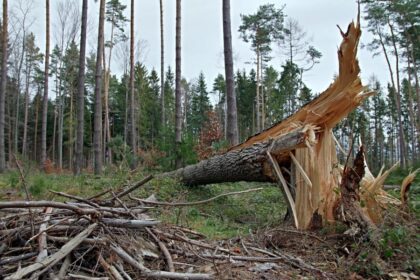 Uwaga na silny wiatr. Porywy nawet do 115 km/h [OSTRZEŻENIE METEOROLOGICZNE]