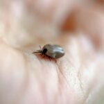 Eksperci ostrzegają: Zaczyna się sezon większej aktywności kleszczy