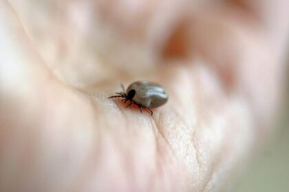 Eksperci ostrzegają: Zaczyna się sezon większej aktywności kleszczy