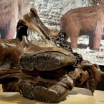 „Wielkie ssaki epoki lodowcowej” w legnickim Muzeum Miedzi