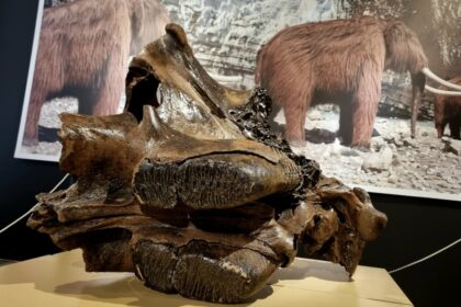 „Wielkie ssaki epoki lodowcowej” w legnickim Muzeum Miedzi
