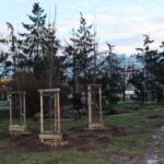 Nowe nasadzenia drzew w ramach LBO na Osiedlu Kopernika