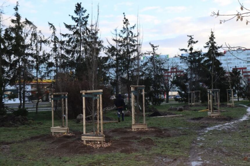 Nowe nasadzenia drzew w ramach LBO na Osiedlu Kopernika
