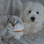 Pochwal się swoim pupilem! Dziecięca wystawa zwierząt domowych