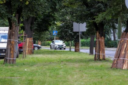 Drzewa na Alei Rzeczypospolitej obłożone deskami. Wyjaśniamy po co