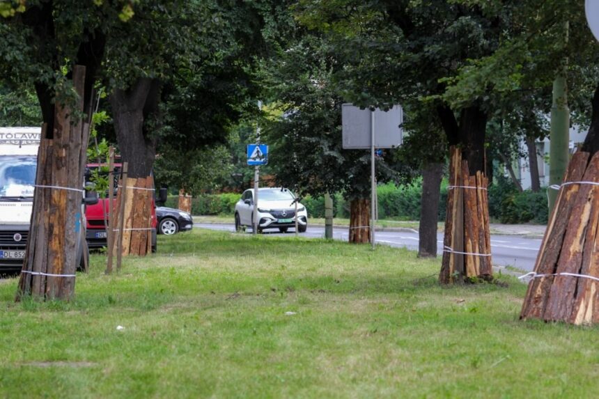 Drzewa na Alei Rzeczypospolitej obłożone deskami. Wyjaśniamy po co
