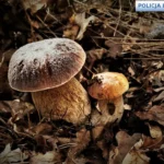 Grzybiarze ruszyli do lasów. Policja przypomina o kilku zasadach