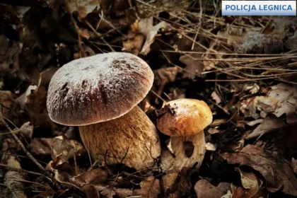 Grzybiarze ruszyli do lasów. Policja przypomina o kilku zasadach