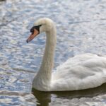 Legnica i powiat legnicki zagrożone wysoce zjadliwą grypą ptaków