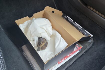 Policjantka z Legnicy ruszyła na ratunek małej kaczce!