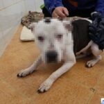 Pies skatowany przez właściciela