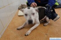 Pies skatowany przez właściciela
