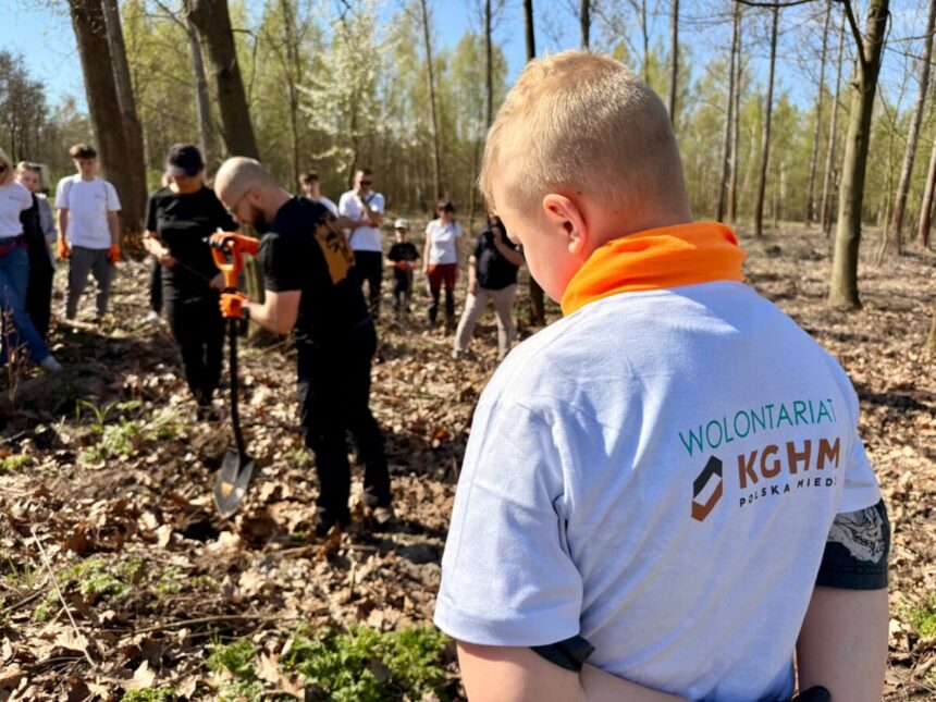 Wolontariusze KGHM posadzili tysiące drzew pod Głogowem
