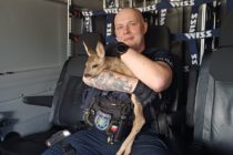 Sarna na Sudeckiej biegała między autami. Uratowali ją legniccy policjanci