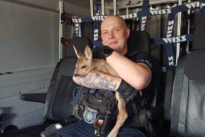 Sarna na Sudeckiej biegała między autami. Uratowali ją legniccy policjanci